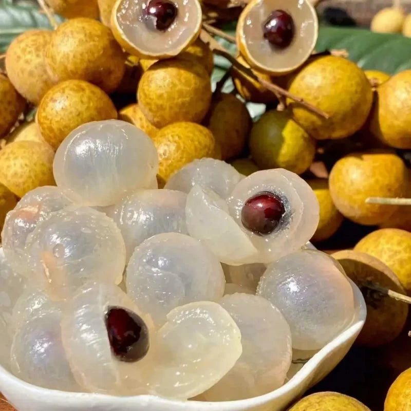 Longan Seeds