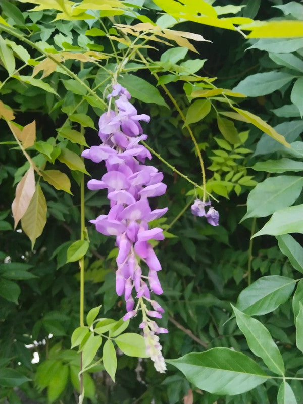 Chinese Wisteria Seeds