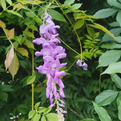 Chinese Wisteria Seeds
