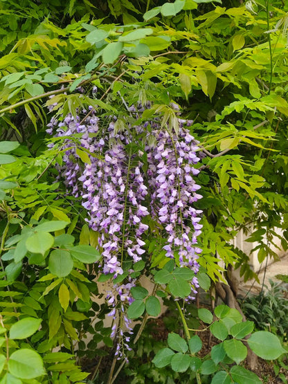 Chinese Wisteria Seeds