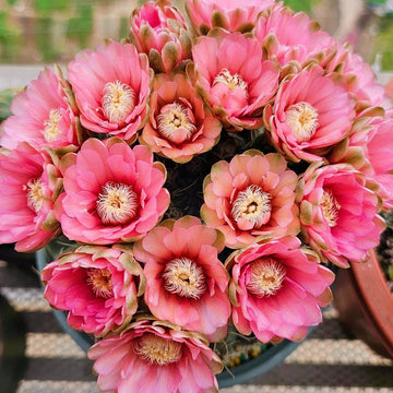 Gymnocalycium
