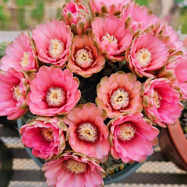 Gymnocalycium Seeds - Verdseeds