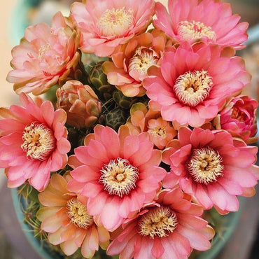 Gymnocalycium Seeds - Verdseeds