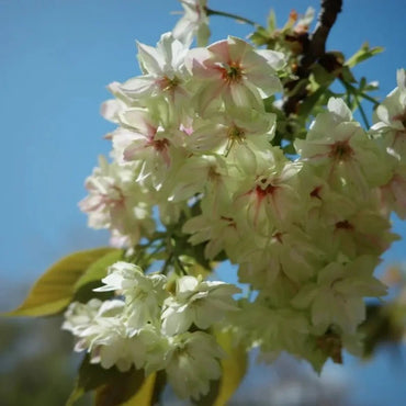 Gyoiko Flowering Cherry Seeds - Verdseeds