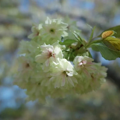 Gyoiko Flowering Cherry Seeds - Verdseeds
