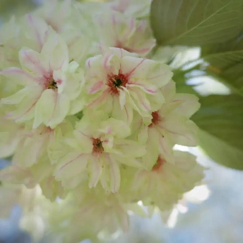 Gyoiko Flowering Cherry Seeds - Verdseeds