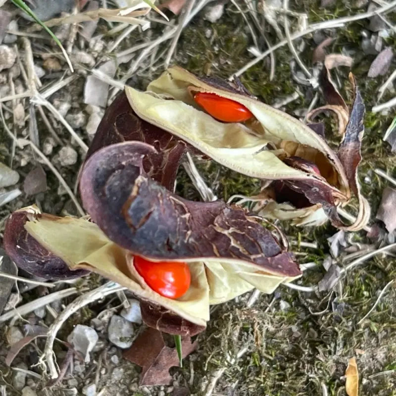 Coralwood Seeds