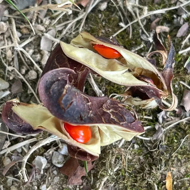 Coralwood Seeds