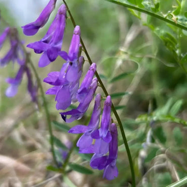 Hairy Vetch Seeds - Verdseeds