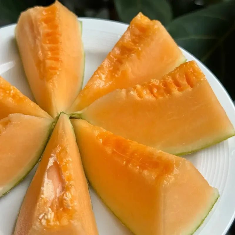 Hami Melon Seeds - Verdseeds