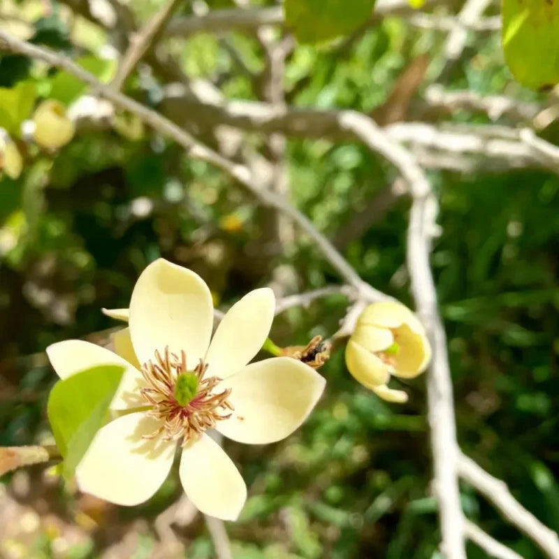 Yellow Banana Shrub Seeds