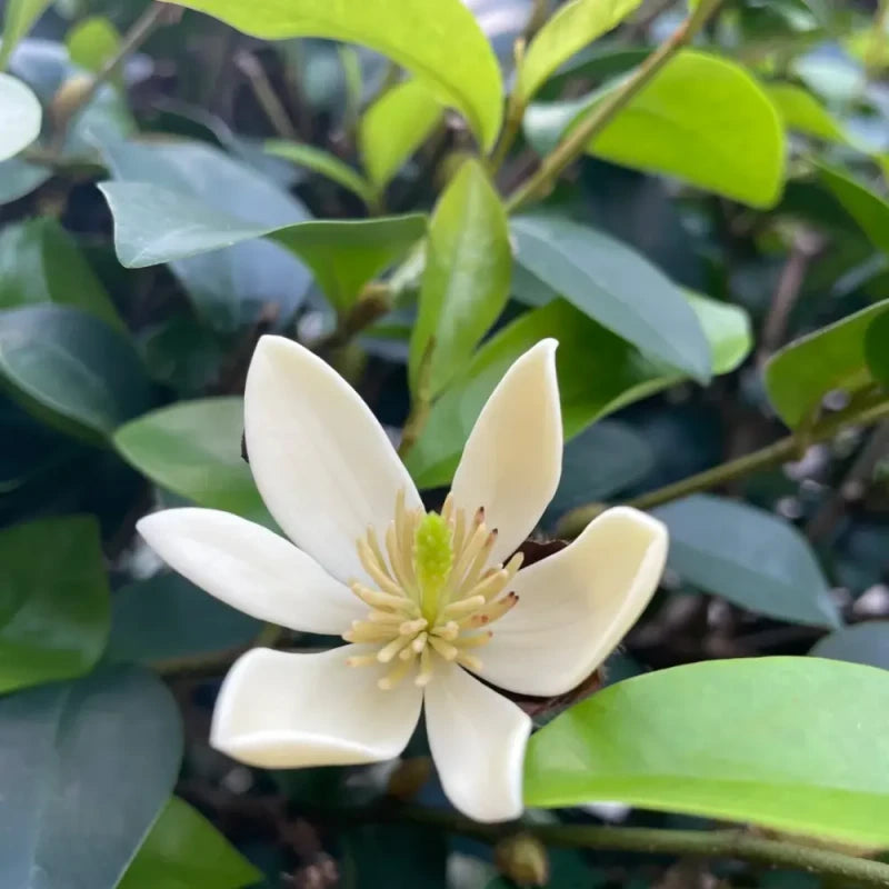 Yellow Banana Shrub Seeds