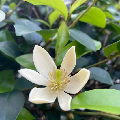 Yellow Banana Shrub Seeds