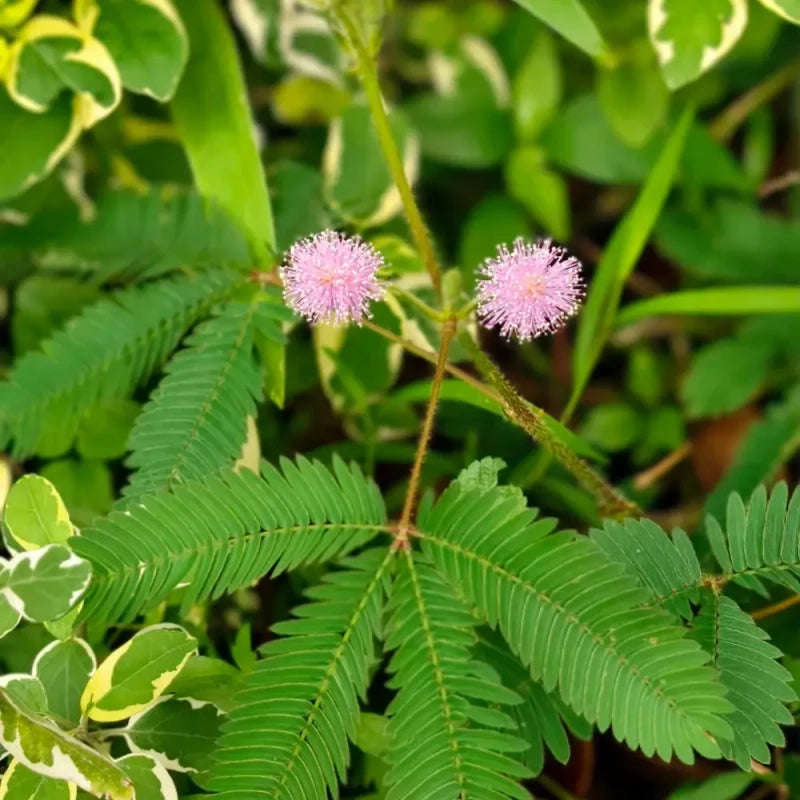 Sensitive Plant Seeds