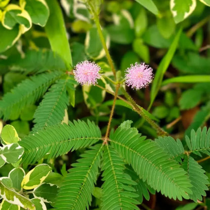 Sensitive Plant Seeds