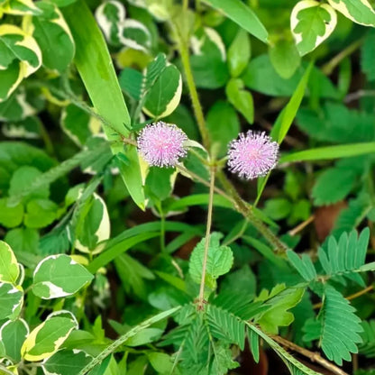 Sensitive Plant Seeds