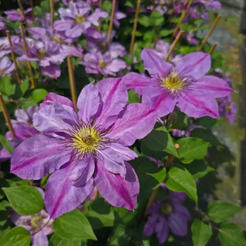 Happy Birthday Clematis Seeds - Verdseeds
