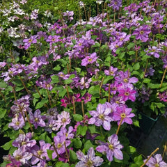 Happy Birthday Clematis Seeds - Verdseeds