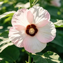 Hardy Hibiscus Seeds - Verdseeds