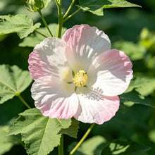 Hardy Hibiscus Seeds - Verdseeds