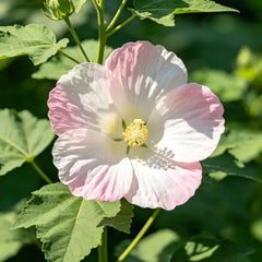 Hardy Hibiscus Seeds - Verdseeds