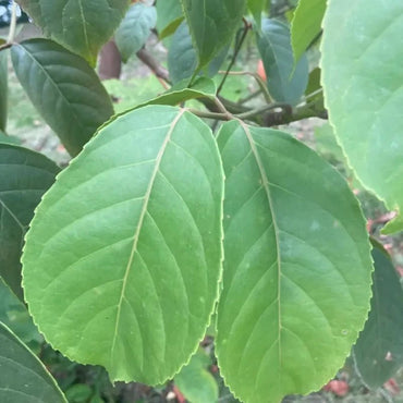 Hardy Rubber Tree Seeds - Verdseeds