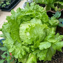 Head Lettuce Seeds (Iceberg Type) - Verdseeds