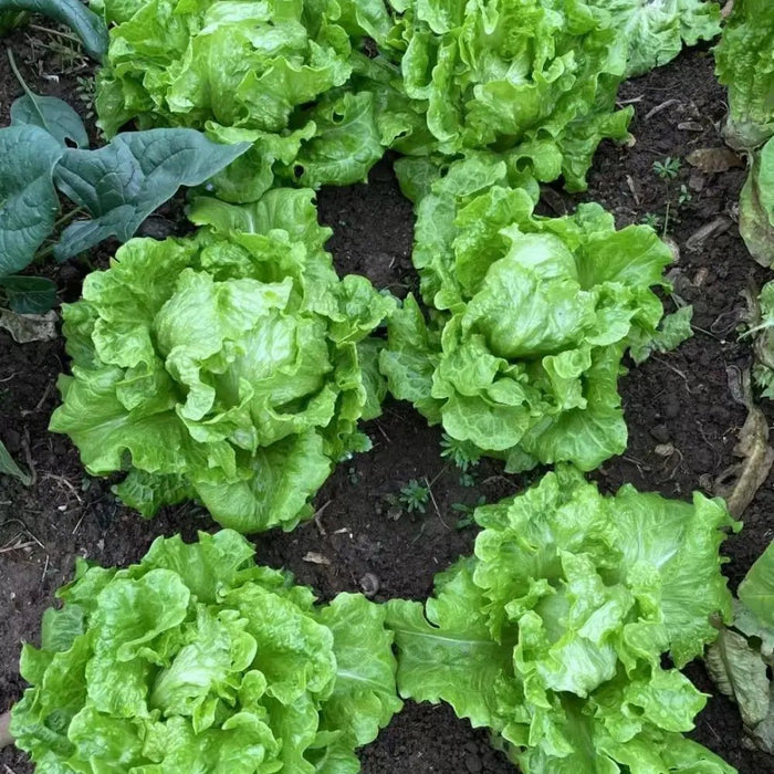 Head Lettuce Seeds (Iceberg Type) - Verdseeds