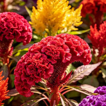 Head Shaped Mixed Color Cockscomb Seeds - Verdseeds