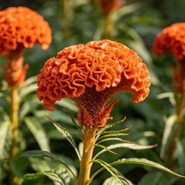 Head Shaped Orange Cockscomb Seeds - Verdseeds