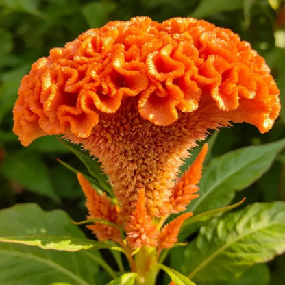 Head Shaped Orange Cockscomb Seeds - Verdseeds