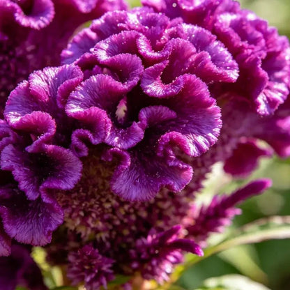 Head Shaped Purple Cockscomb Seeds - Verdseeds