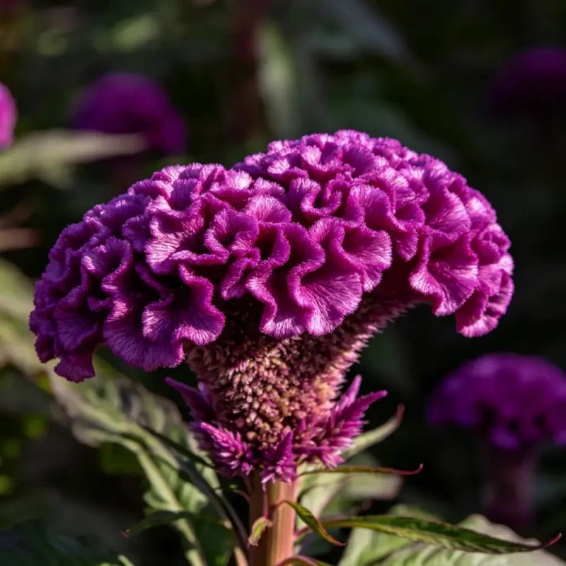 Head Shaped Purple Cockscomb Seeds - Verdseeds