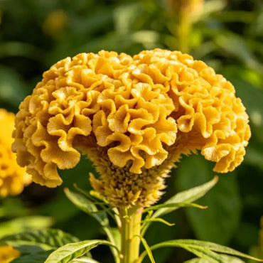 Head Shaped Yellow Cockscomb Seeds - Verdseeds
