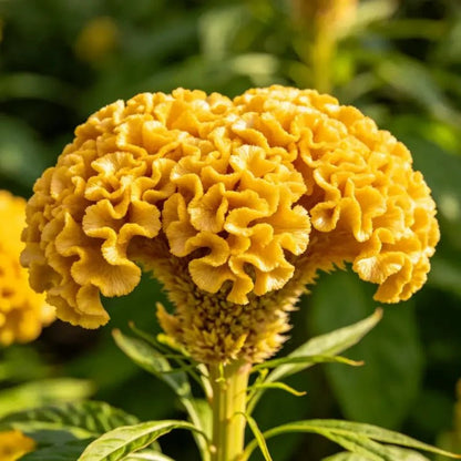 Head Shaped Yellow Cockscomb Seeds - Verdseeds