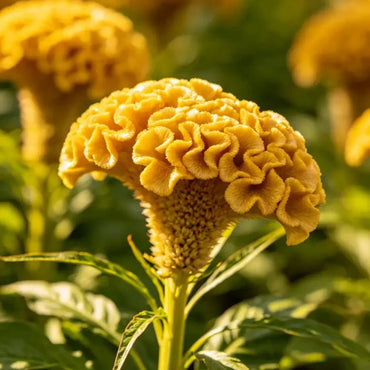 Head Shaped Yellow Cockscomb Seeds - Verdseeds
