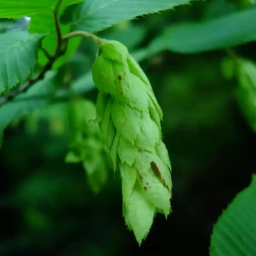 Heartleaf Hornbeam Seeds - Verdseeds