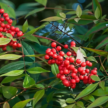 Heavenly Bamboos