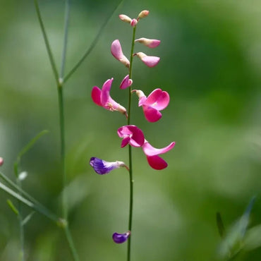 Hedysarum Seeds - Verdseeds