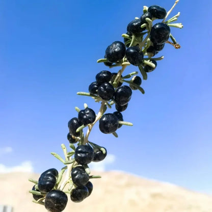 Black Goji Berry Seeds