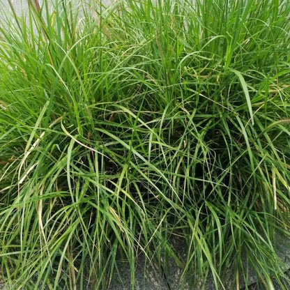 Annual Ryegrass Seeds