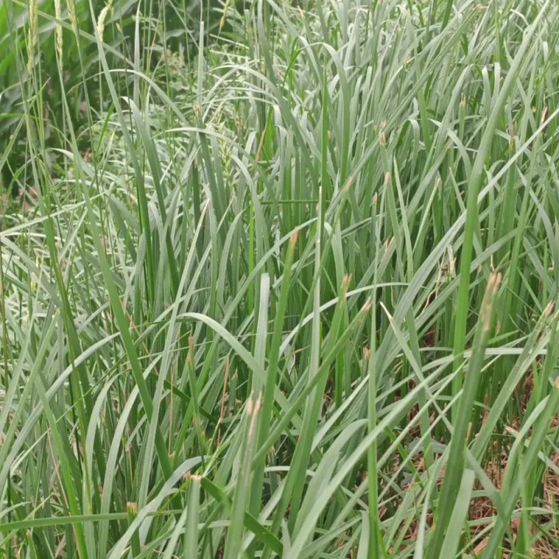 Annual Ryegrass Seeds