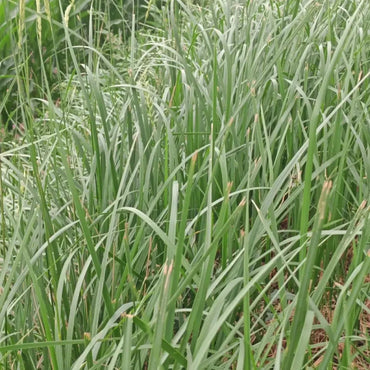 Annual Ryegrass Seeds