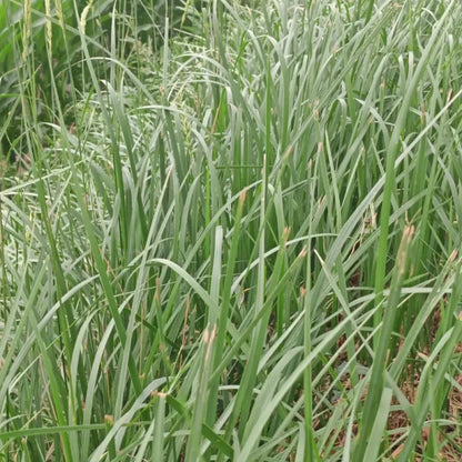 Annual Ryegrass Seeds