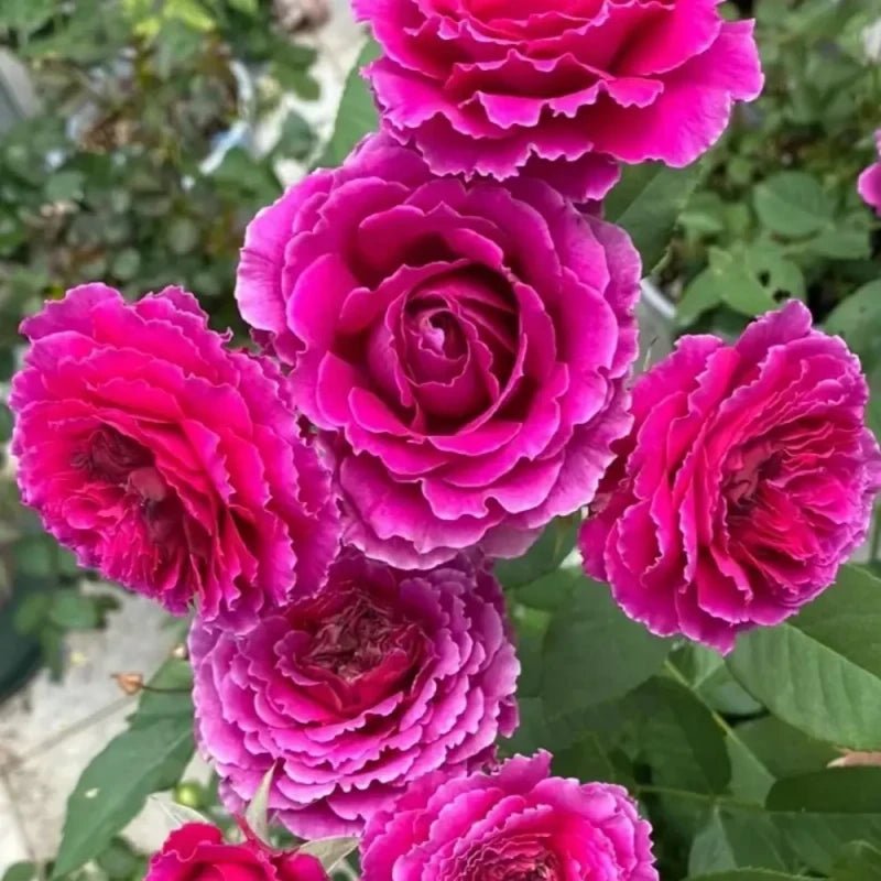 Herbalist Garden Rose Seeds - Verdseeds