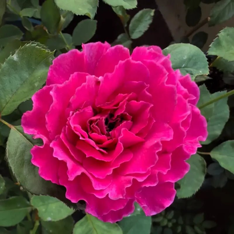 Herbalist Garden Rose Seeds - Verdseeds