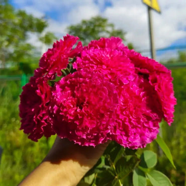 Herbalist Garden Rose Seeds - Verdseeds