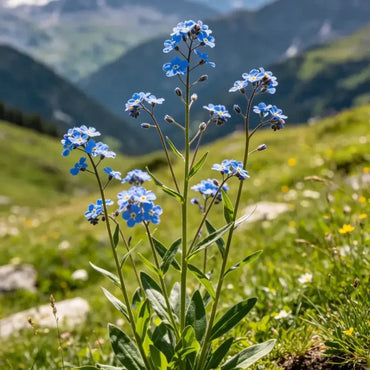 High Pole Blue Alpine Forget - me - not Seeds - Verdseeds