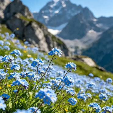 High Pole Blue Alpine Forget - me - not Seeds - Verdseeds