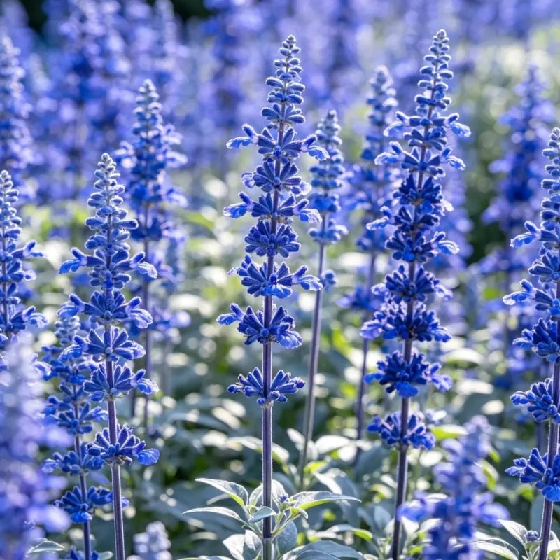 High Pole Blue Sage Seeds - Verdseeds